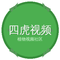 四虎视频
